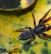 White tailed spider