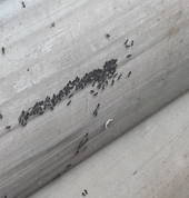 White-footed house ants