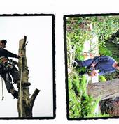 Professional Tree Care Halswell (8025) Tree Cutting , Felling & Removal 1_small