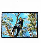 Professional Tree Care Halswell (8025) Tree Cutting , Felling & Removal 2_small