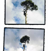 Professional Tree Care Halswell (8025) Tree Cutting , Felling & Removal 3_small