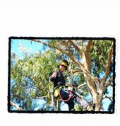Professional Tree Care Halswell (8025) Tree Cutting , Felling & Removal 4_small