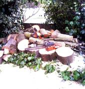 Professional Tree Care Halswell (8025) Tree Cutting , Felling & Removal 5_small