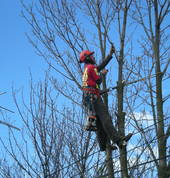 Professional Tree Care Halswell (8025) Tree Cutting , Felling & Removal 6_small