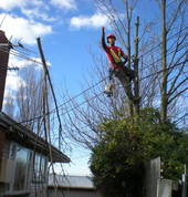 Professional Tree Care Halswell (8025) Tree Cutting , Felling & Removal 7_small