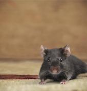 ACES | rodents Birkenhead (0626) Garden & Landscaping Contractors & Services 1_small