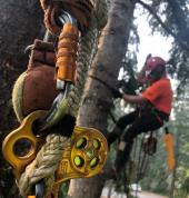 Arborist North Shore Auckland Northcote (0626) Arborists & Tree Surgery 1_small