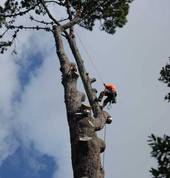 Arborist Services in Auckland - Treesafe NZ Waimauku (0883) Arborists & Tree Surgery 1_small