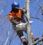 Arborist Auckland