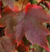 Easy Big Trees Makarewa (9876) Nurseries & Garden Centres 2_small