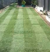 Readylawn laying